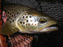truite  la mouche de la Nive