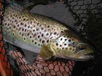 une autre truite pche  la mouche sur une Nive